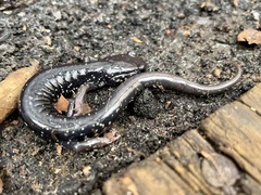 Plethodon