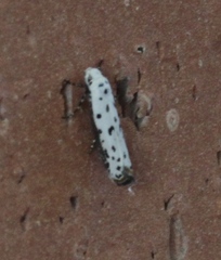 Ethmia bittenella