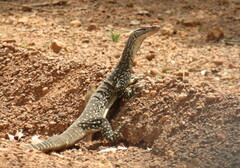 Varanus gouldii