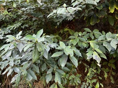 Ficus erecta