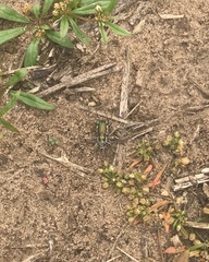 Cicindela scutellaris lecontei