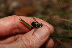 Scaptia auriflua