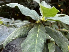 Ficus erecta