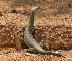 Varanus gouldii