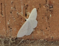Acratodes suavata