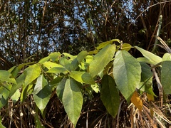 Ficus erecta