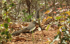 Varanus gouldii