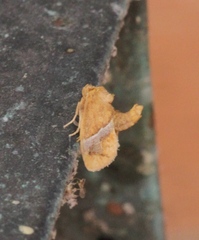 Lithacodes gracea