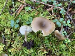 Clitocybe subditopoda