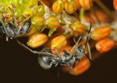 Polyrhachis schistacea