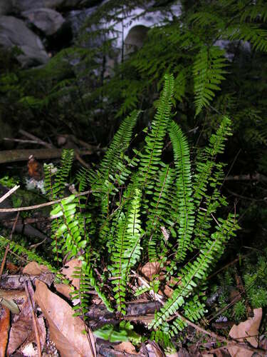 Asplenium monanthes image