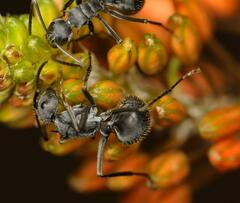 Polyrhachis schistacea