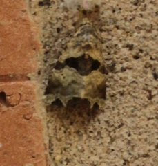 Cobubatha metaspilaris