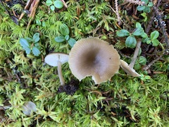 Clitocybe subditopoda