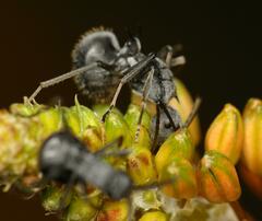 Polyrhachis schistacea