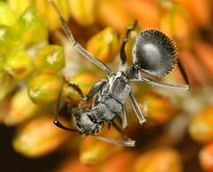 Polyrhachis schistacea
