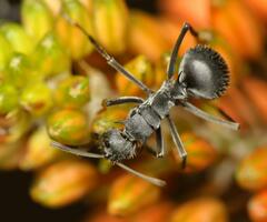 Polyrhachis schistacea