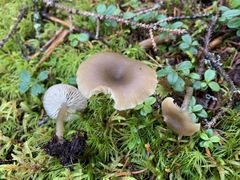 Clitocybe subditopoda