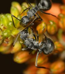Polyrhachis schistacea