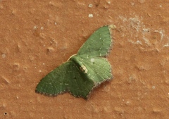 Chloropteryx nordicaria
