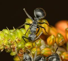 Polyrhachis schistacea