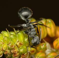 Polyrhachis schistacea