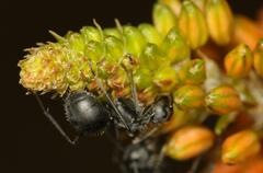 Polyrhachis schistacea