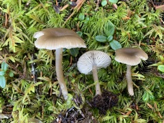 Clitocybe subditopoda