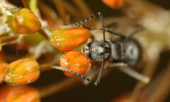 Polyrhachis schistacea