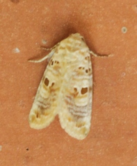 Diastema tigris