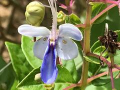 Rotheca myricoides