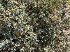 Berberis fremontii