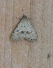 Hemeroplanis historialis