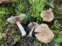 Cortinarius harvardensis