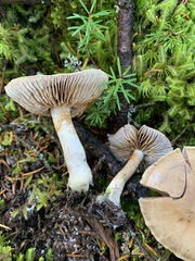 Cortinarius harvardensis