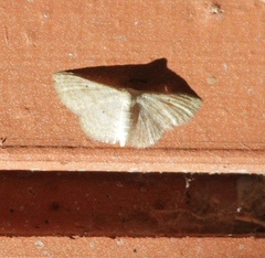 Scopula benitaria