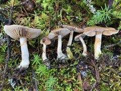 Cortinarius harvardensis
