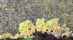 Xanthoria parietina