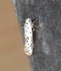 Ethmia bittenella