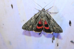 Catocala coccinata