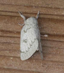 Syssphinx heiligbrodti