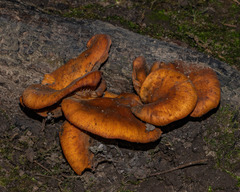 Omphalotus illudens