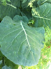 Brassica