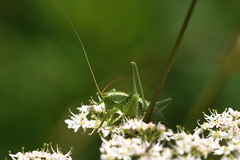 Tettigonia