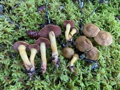 Cortinarius tinctorum