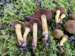 Cortinarius tinctorum