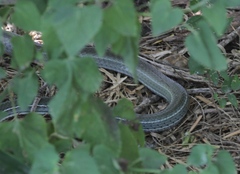 Masticophis schotti ruthveni