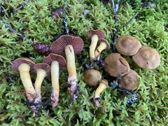 Cortinarius tinctorum