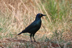 Lamprotornis nitens