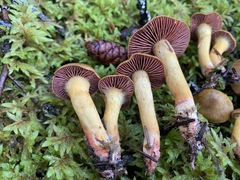 Cortinarius tinctorum